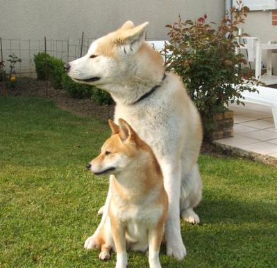 difference-akita-shiba-inu-1.jpg